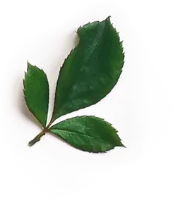 Composition florale artistique