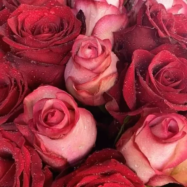 Composition florale rouge à Nice